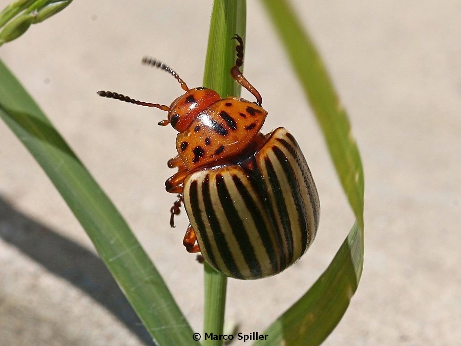 Leptinotarsa decemlineata